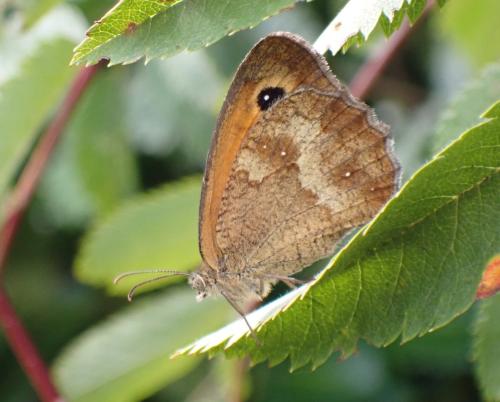 Réf. 314 694 : Pyronia tithonus
